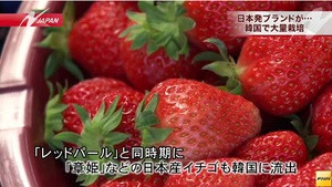 イチゴだけではない 中韓に狙われる日本のブランド農作物 白いんげん に 高級ブドウ も既に盗まれてる 政治知新